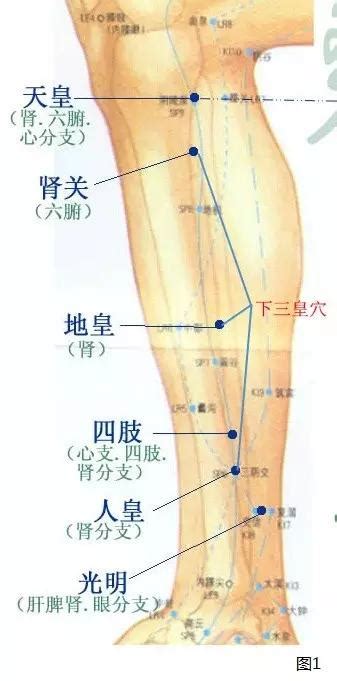 下三皇穴位|既补先天肾，又补后天脾的特效奇穴——下三皇